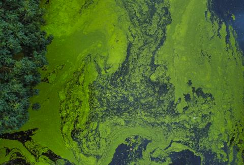 Algal blooms